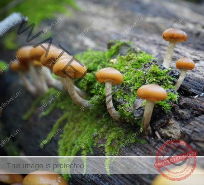 Галерина окаймленная