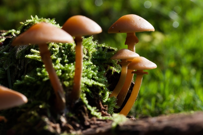 Галерина окаймлённая ядовитые грибы