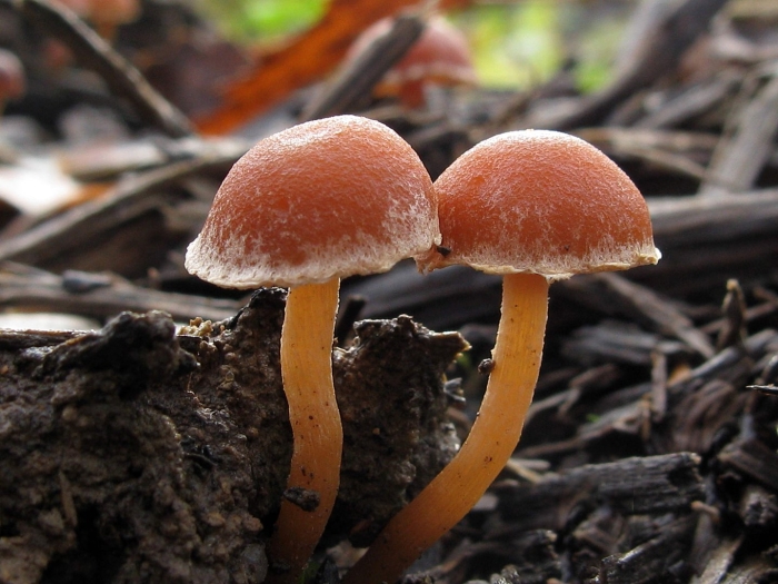 Галерина окаймлённая гриб