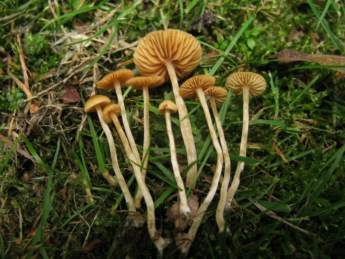 Mycena aurantiomarginata