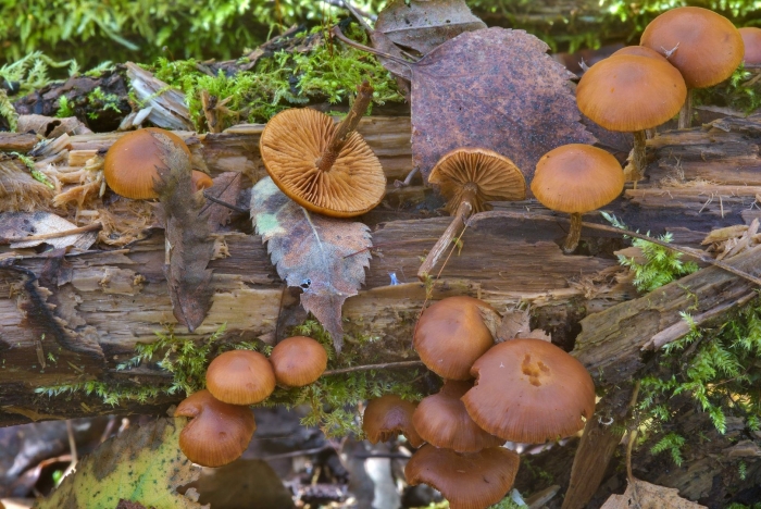 Галерина моховая гриб