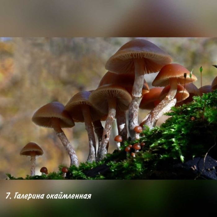 Галерина окаймлённая гриб