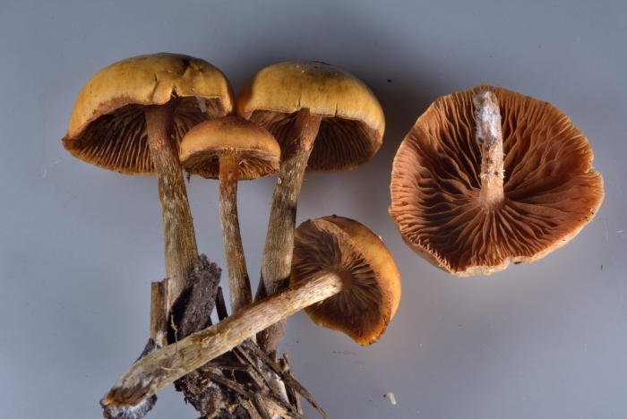 Гриб галерина