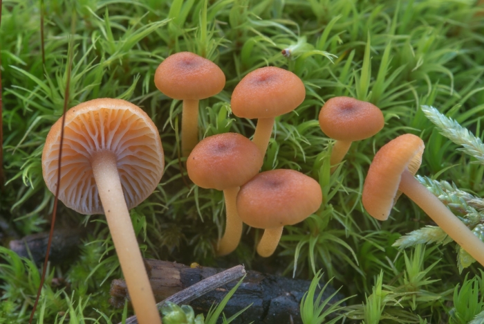 Лаковица обыкновенная гриб