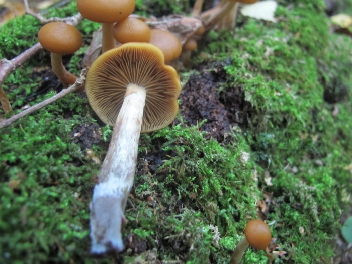 Галерина окаймлённая гриб