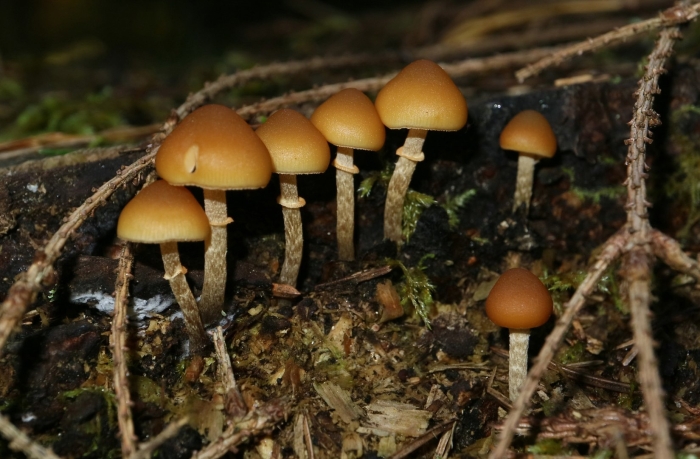 Галерина окаймлённая гриб