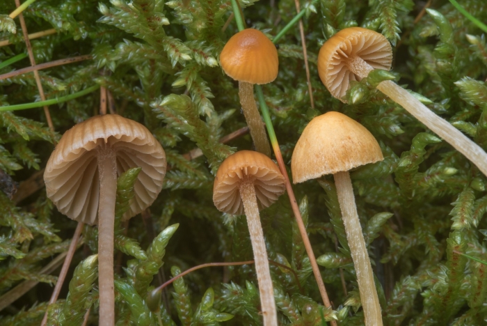Galerina marginata