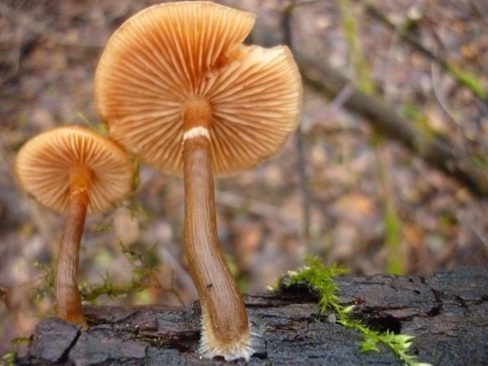 Галерина окаймленная