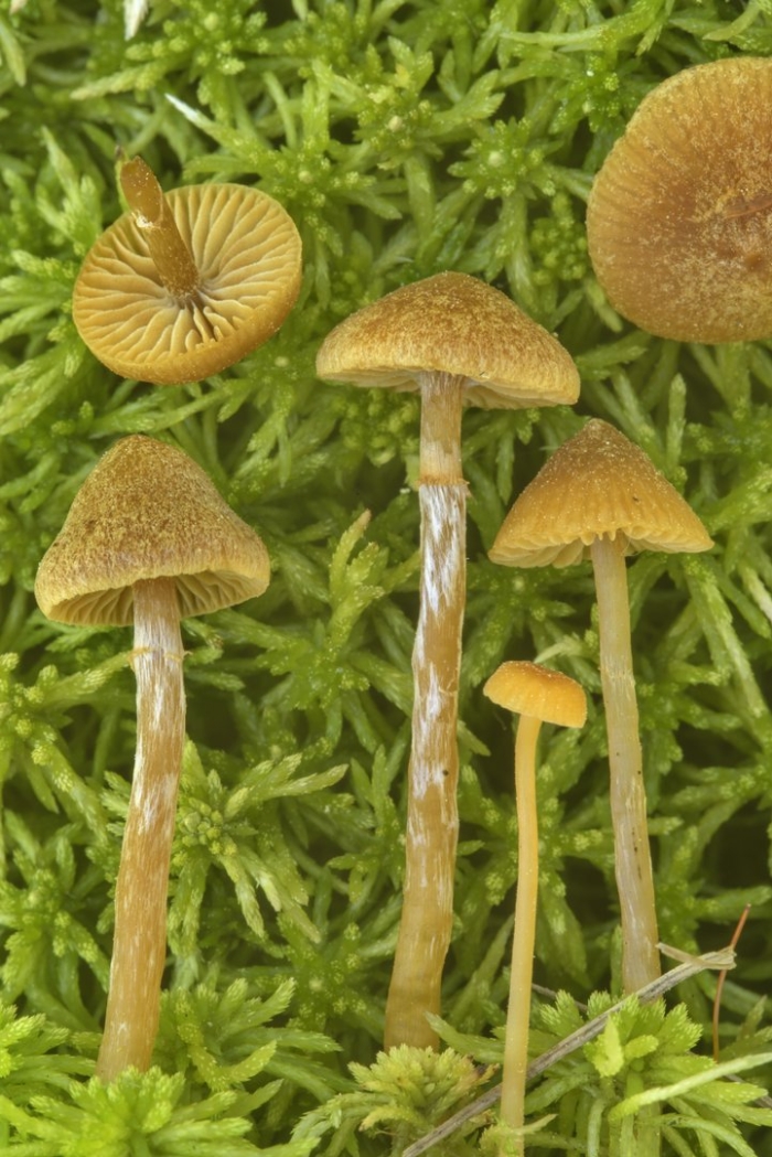 Галерина болотная