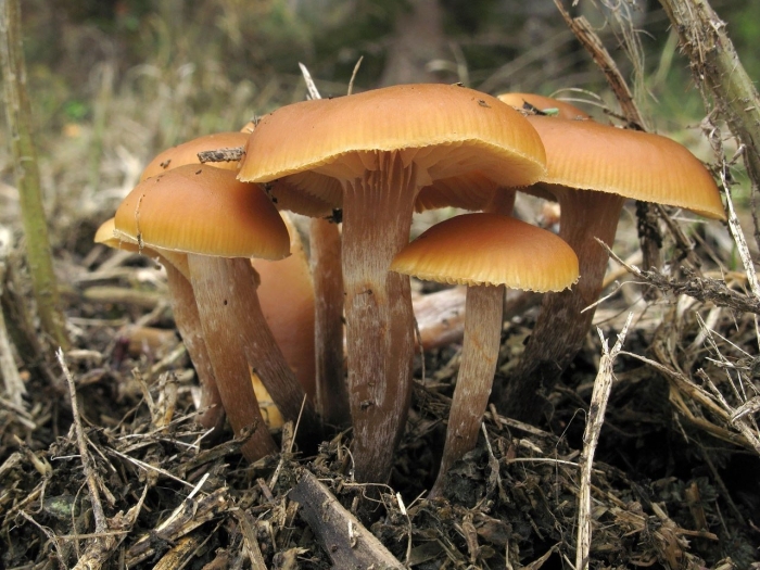 Галерина болотная