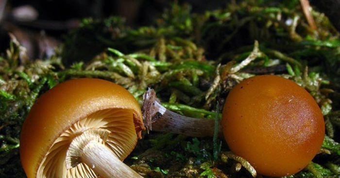 Галерина окаймлённая гриб