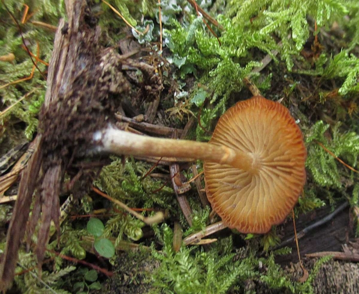 Галерина моховая (galerina hypnorum)