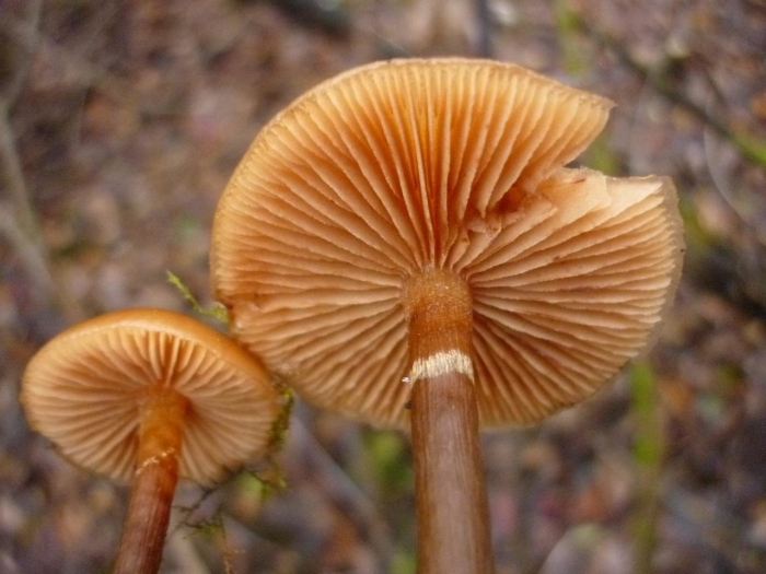 Галерина окаймлённая описание