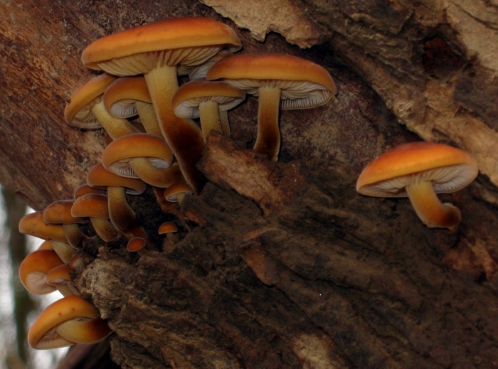 Ложный опенок галерина окаймленная