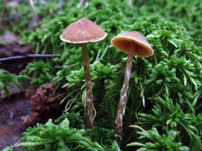 Галерина болотная