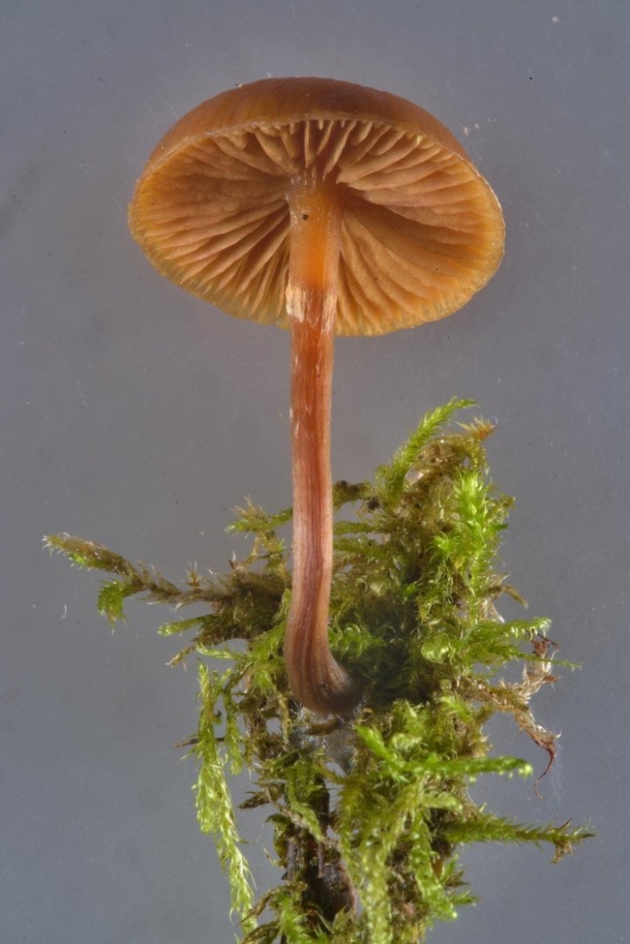 Паутинник триумфальный гриб