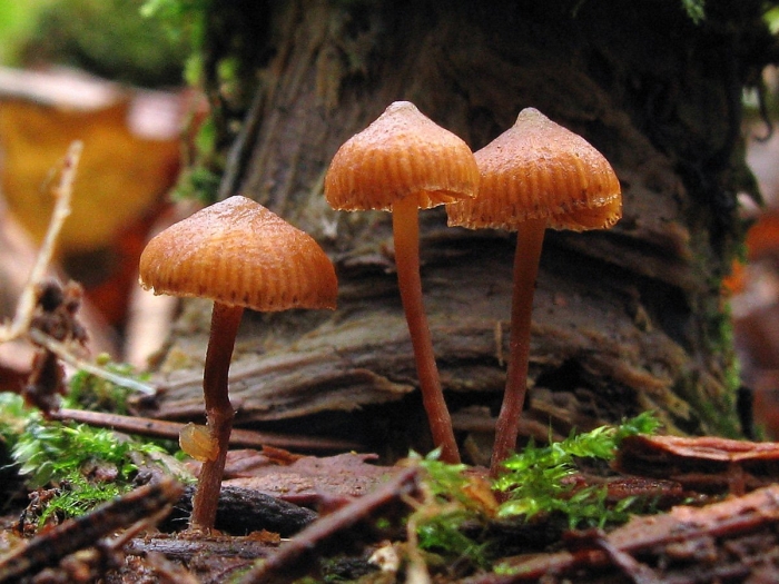 Галерина моховая