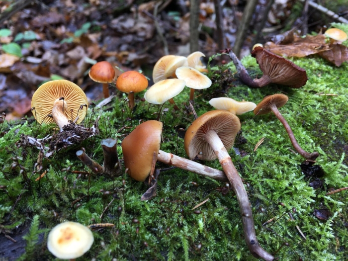 Галерина болотная