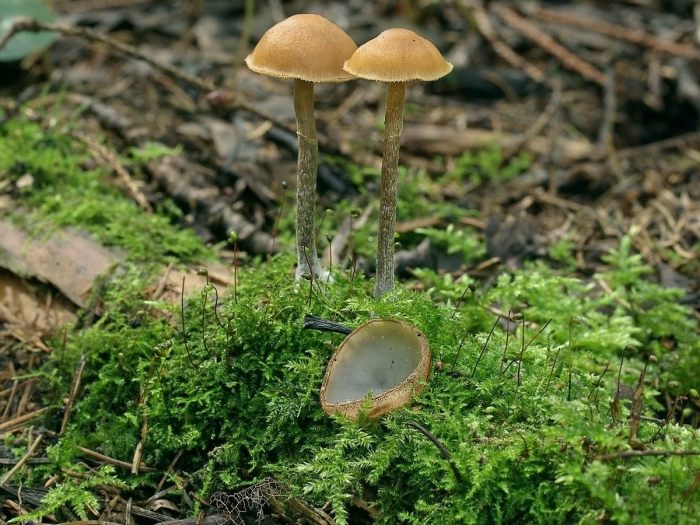 Галерина поганка