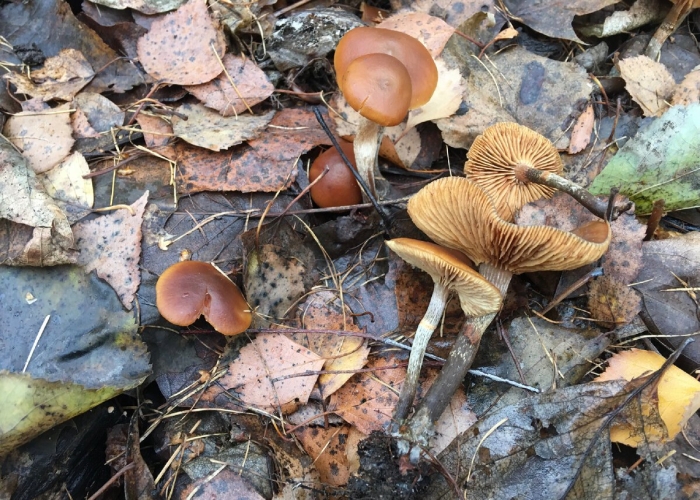 Паутинник коричный о грибе