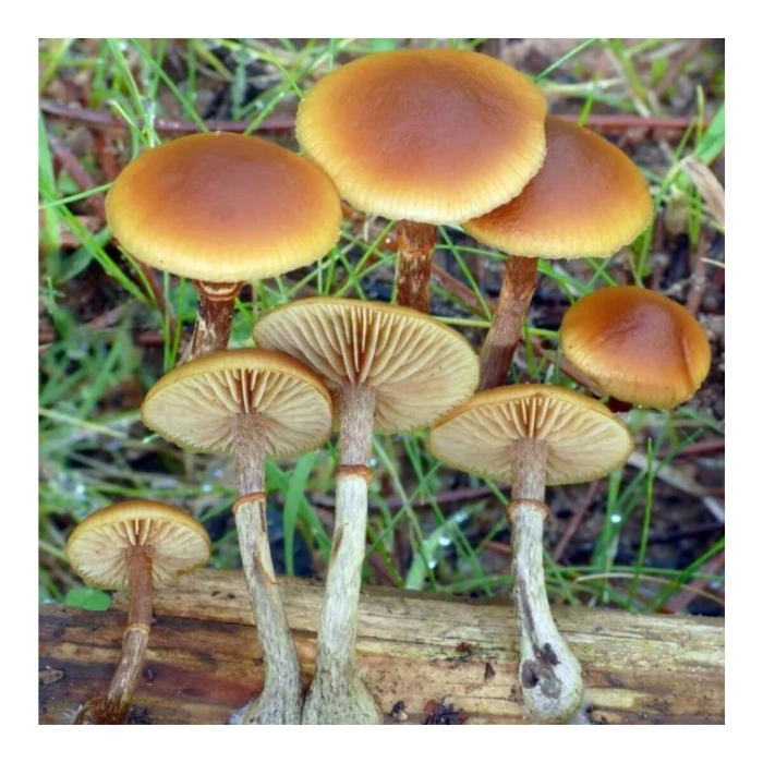 Psilocybe cyanescens гриб