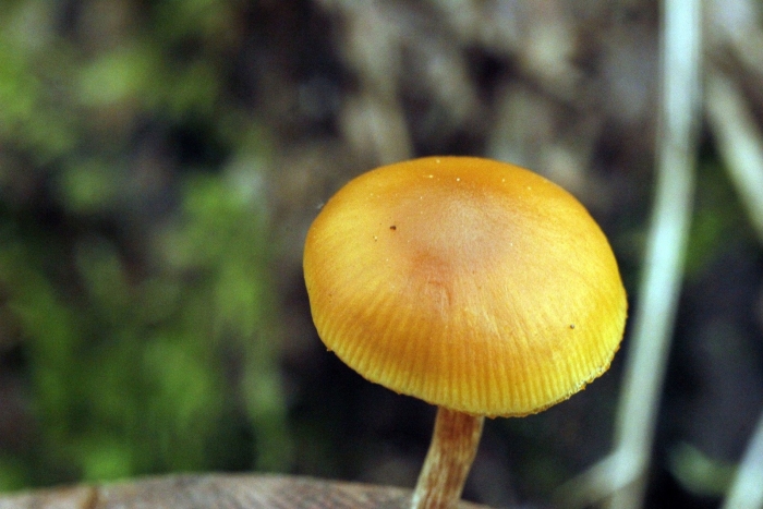 Галерина моховая псилоцибиновый