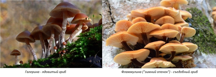 Фламмулина и галерина