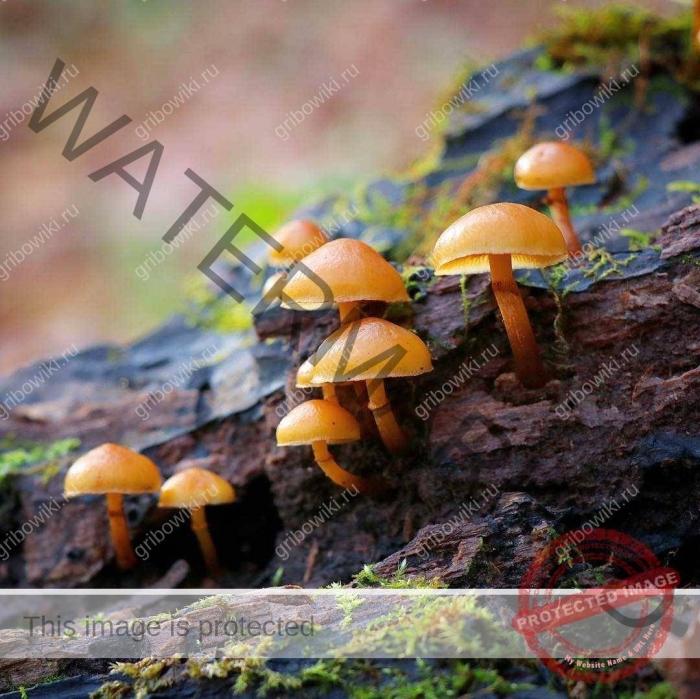 Галерина окаймленная