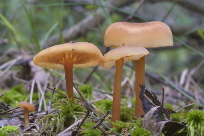 Марасмиус луговой опенок