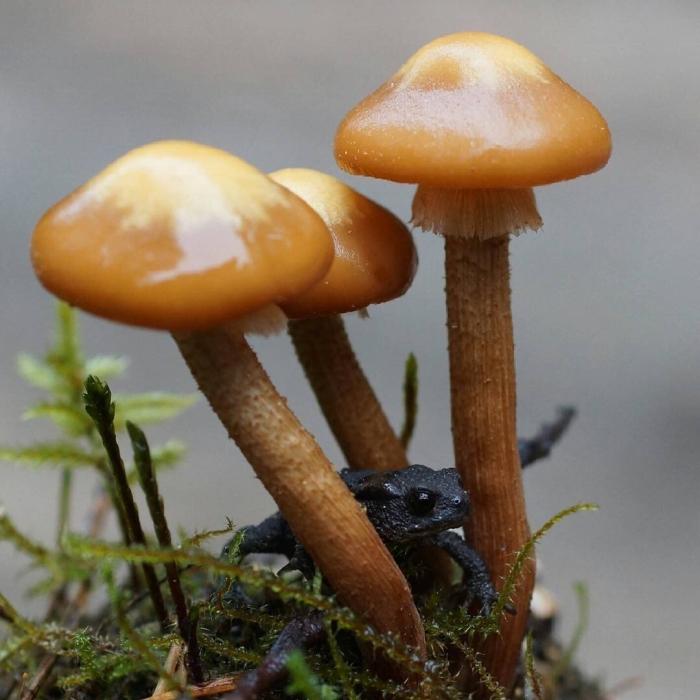 Галерина болотная