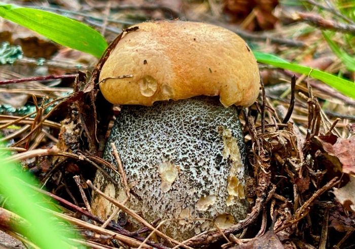 Подосиновик желто бурый