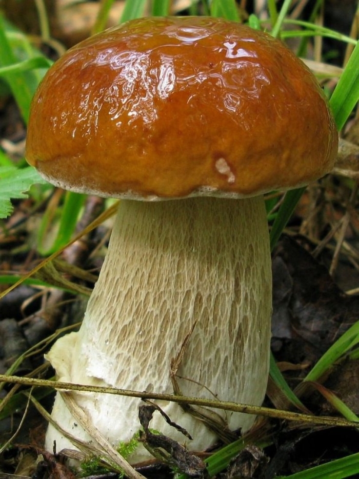 Белый гриб берёзовый boletus betulicola
