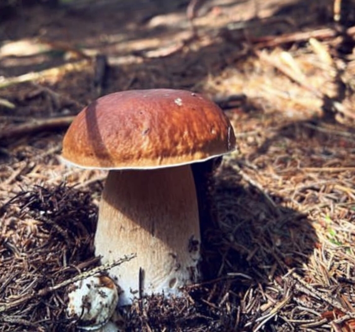 Грибы семейства боровиков