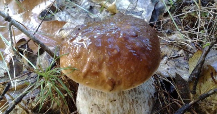 Белый гриб еловый боровик