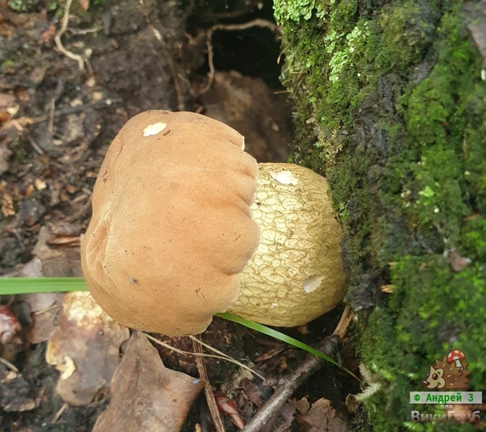 Tylopilus felleus