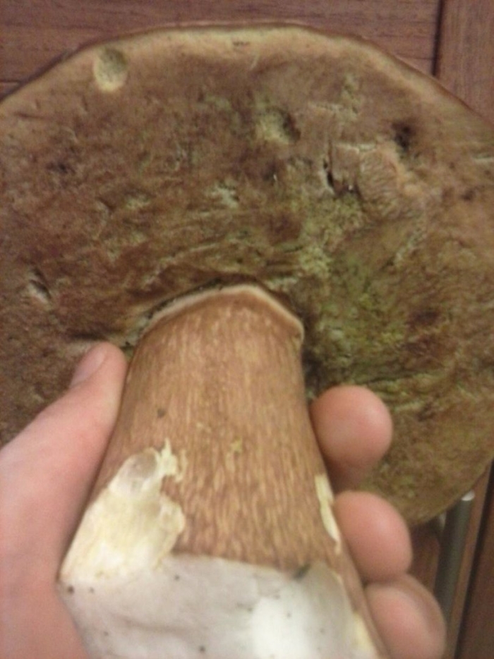 Гриб боровик переросток