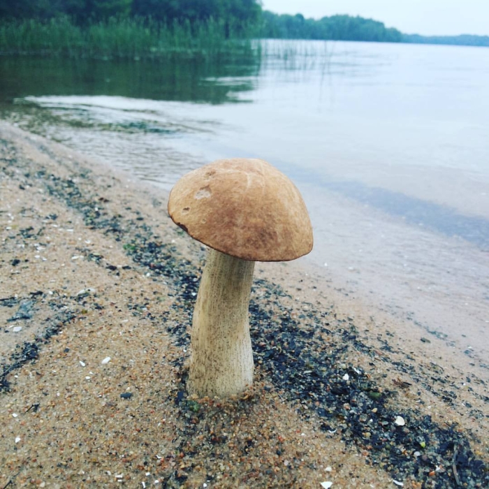 Грибы новгородской области