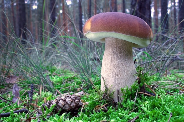 Ложный боровик белый гриб