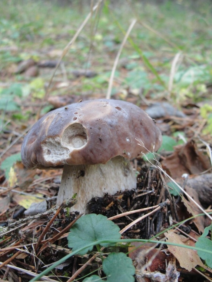 Гриб боровик переросток