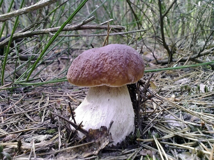 Боровик гриб