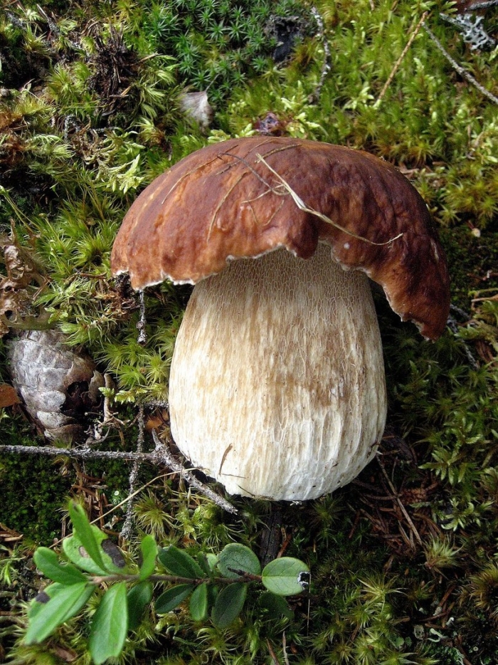 Олений гриб ямал