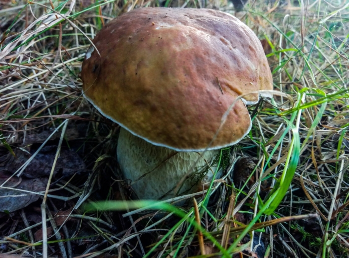 Гриб боровик