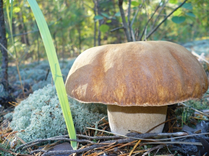 Боровик белый гриб