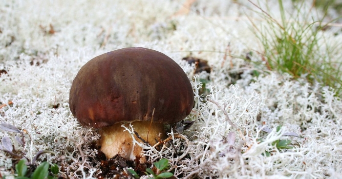 Боровой гриб