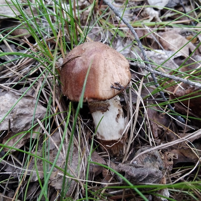 Подосиновики и подберезовики