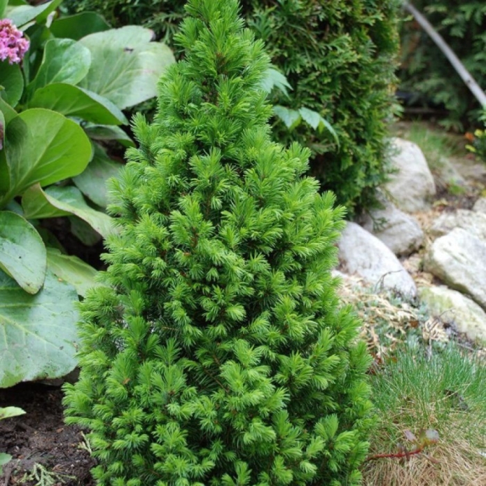 Канадская ель коника