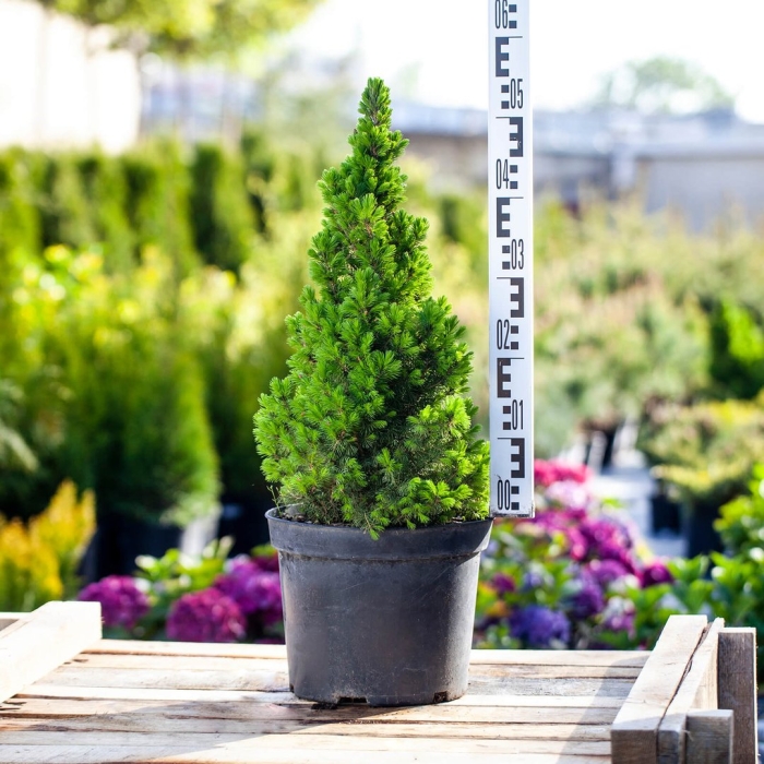 Ель канадская conica