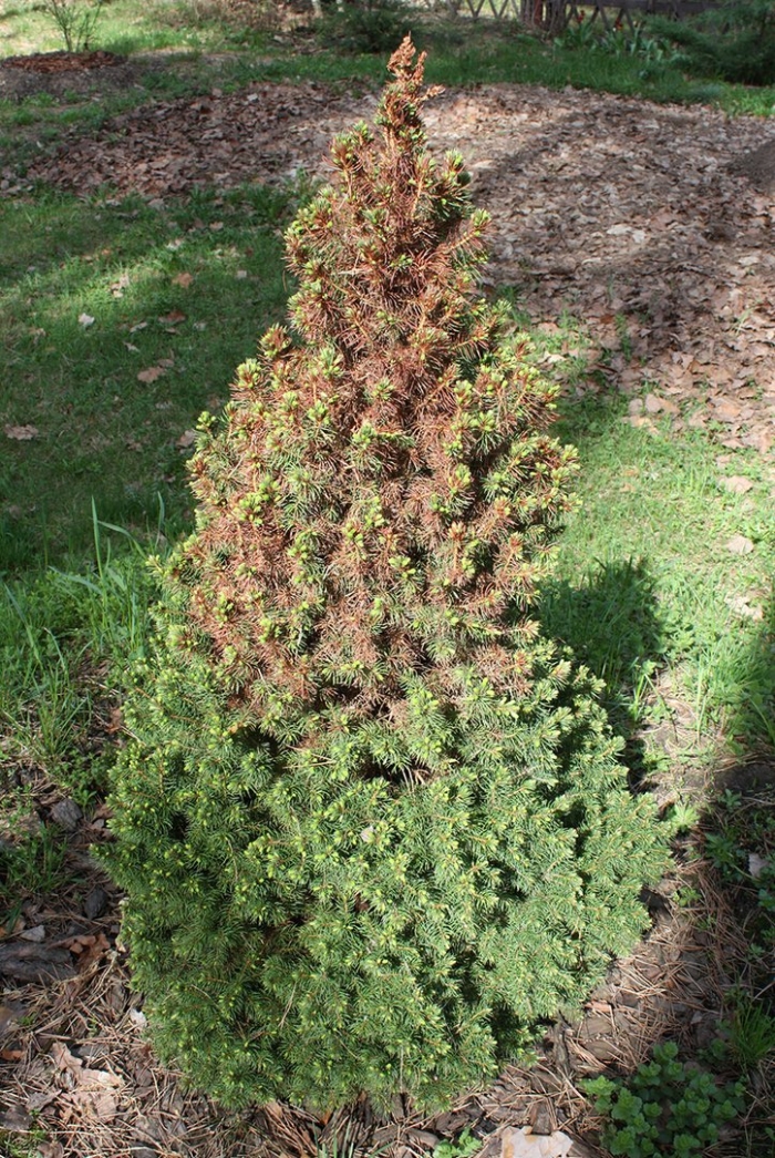 Канадская ель коника трахеомикоз