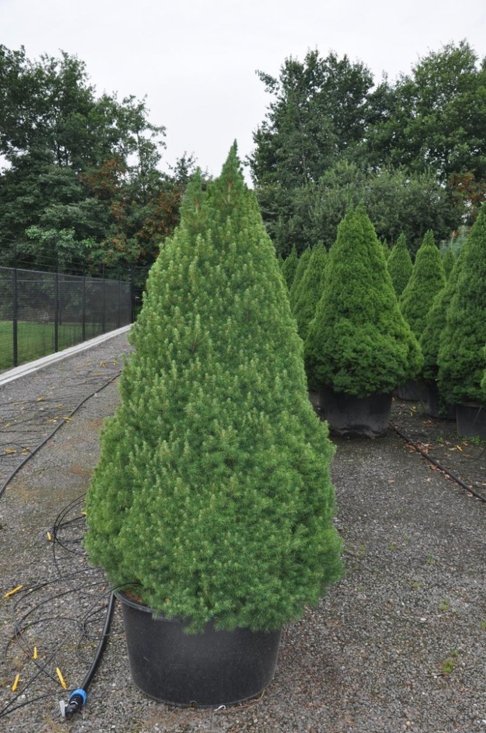 Ель канадская коника