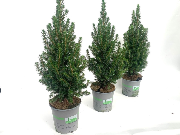 Глаука коника ель